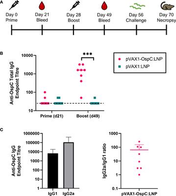 DNA lipid nanoparticle vaccine targeting outer surface protein C affords protection against homologous Borrelia burgdorferi needle challenge in mice